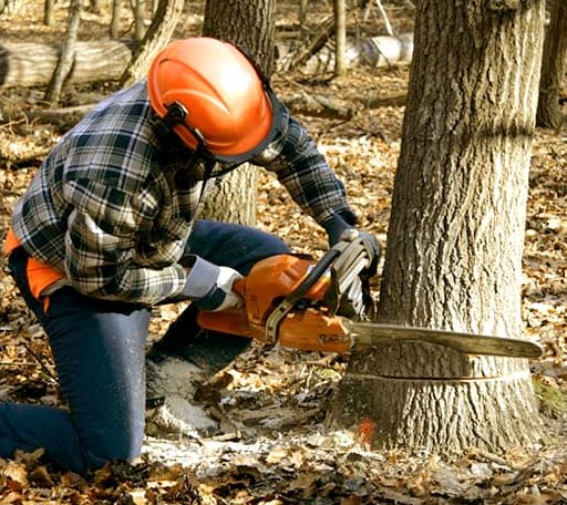 Tree Removal in Kittery, ME